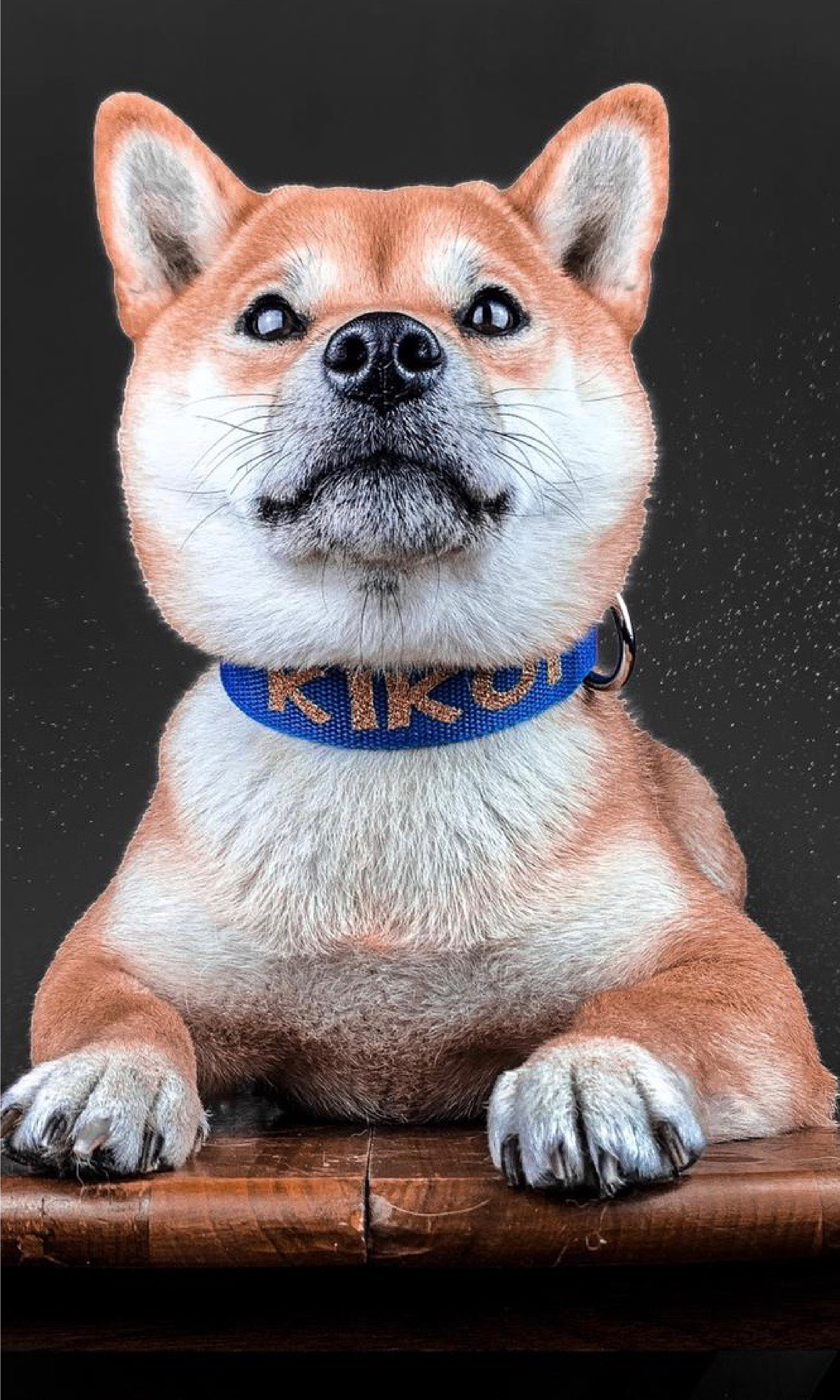 Collare e guinzaglio per cani | Laccio di Cuoio Collare e guinzaglio per cani | Laccio di Cuoio